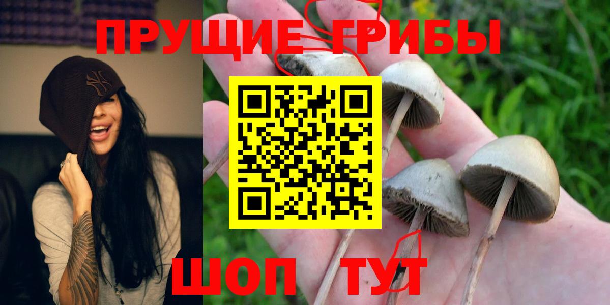 цена наркотик  Галлюциногенные грибы MAGIC MUSHROOMS  Вход с VPN  Каменка 